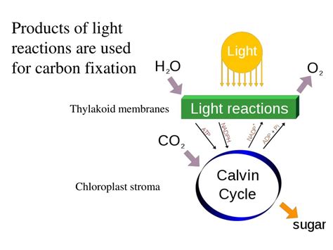 Ppt Photosynthesis Part Ii Carbon Fixation Powerpoint Presentation