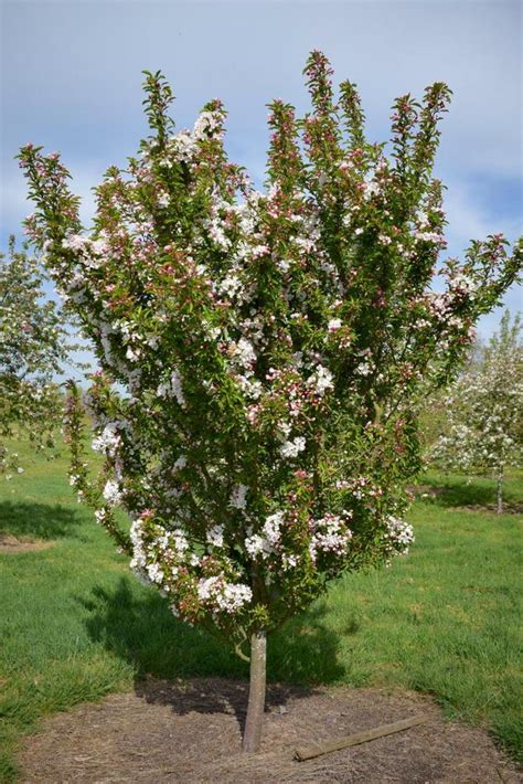 Photo Of The Entire Plant Of Flowering Crabapple Malus Adirondack