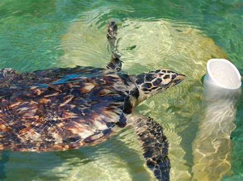 The Online Zoo - Hawksbill Sea Turtle