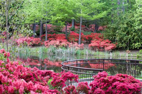 Right Now The Azaleas In Georgia Are In Full Bloom This Is The Time