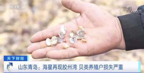 暴发！海星大规模入侵青岛胶州湾！再次泛滥成灾！网友：吃光海星靠谱吗？深圳新闻网