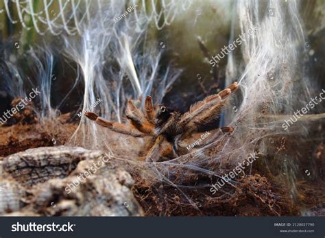 Brown Spider Web Stock Photo 2128027790 | Shutterstock