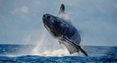 Las Primeras Ballenas Que Aparecieron Martin Prieto Greenpeace Todo