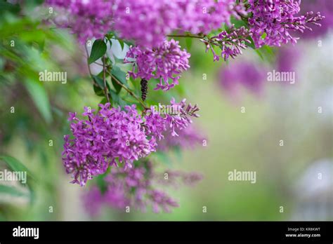 Lilac Syringa Vulgaris Mauve Coloured Flowers Growing Outdoor Stock