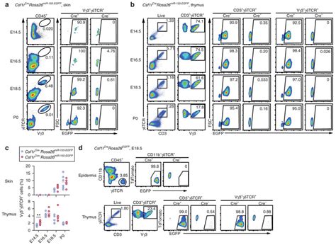 Fate Mapping Of Resident γδ T Cells Using Csf1r Cre Reporter Mice A C Download Scientific