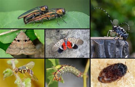 If You See Any Of These 7 Bugs In Michigan Kill Them Immediately