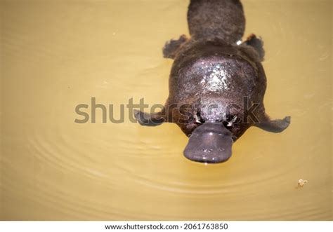 Platypus Cute Photos, Images & Pictures | Shutterstock