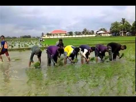 Planting rice style only in the Philippines - YouTube