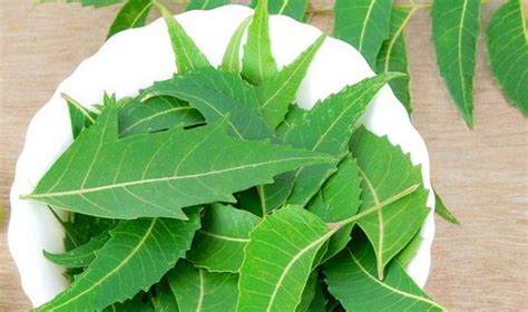 Neem Ke Fayde Neem Benefits In Hindi Ayurvedforlife