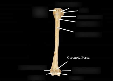 Biol Bones Of The Appendicular Skeleton Diagram Quizlet