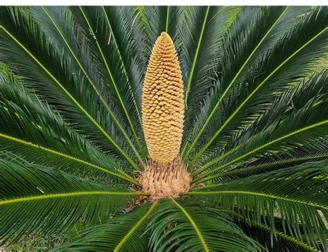 Japanse Sagopalm X1 Cycas Revoluta Tropische Plant Gekrulde