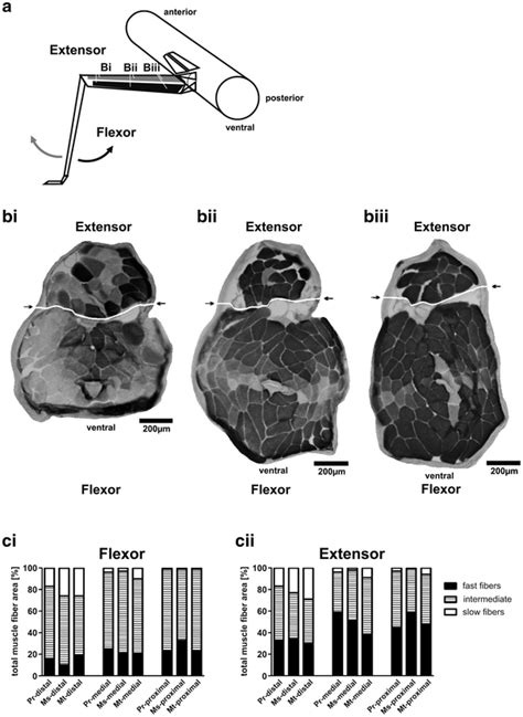 MATPase Fiber Typing The Extensor And Flexor Tibiae Muscles A