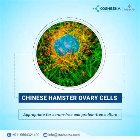 Chinese Hamster Ovary Cells | Kosheeka : r/stemcells