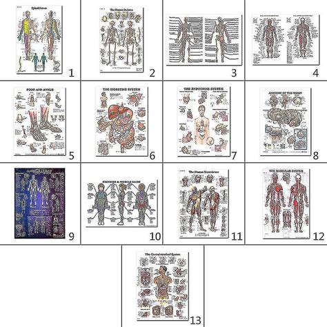 Muscular Skeletal System Anatomical Poster Set Human Skeleton