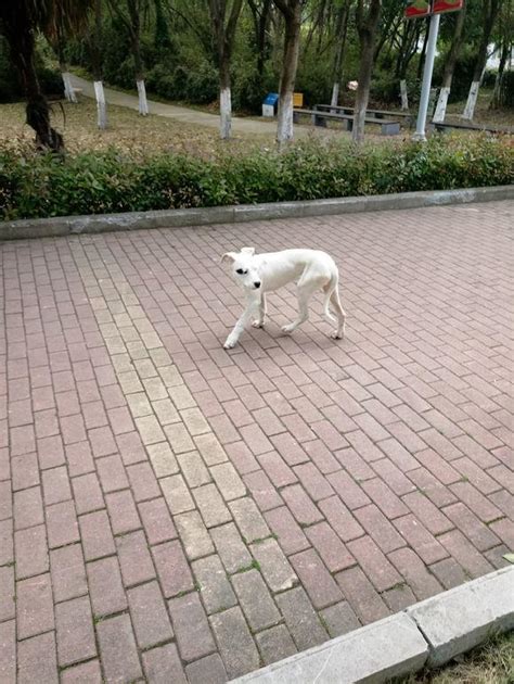 公園裏看到只流浪狗，狗狗瘦的皮包骨頭，帶回去老闆說她賺大發了 每日頭條