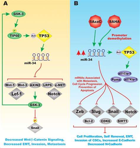 Effects Of Tp53 And Mir 34 On The Wntbeta Catenin Pathway Panel A Download Scientific