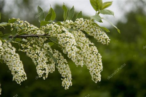 Черёмуха стоковое фото ©nutart 73637761