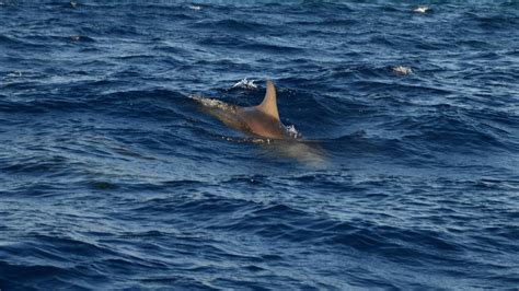 Dolphin in Ocean · Free Stock Photo