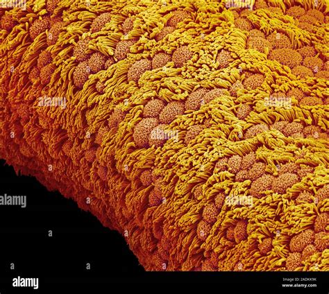 Fallopian Tube Coloured Scanning Electron Micrograph Sem Of The Epithelium Of A Fallopian