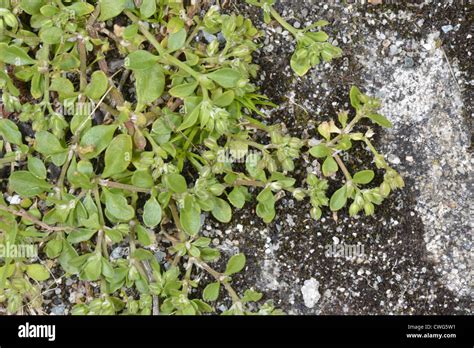 Vierblättrige blume Fotos und Bildmaterial in hoher Auflösung Alamy