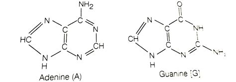 Which of the following are purine bases?