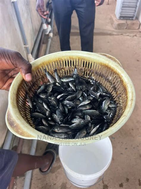 Tilapia Fingerlings In South Tongu Fish Nana Aba Aggrey Gh