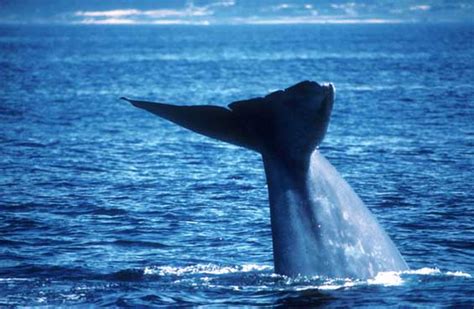 Monterey Bay Whale Watch -- Photo of Blue Whale flukes