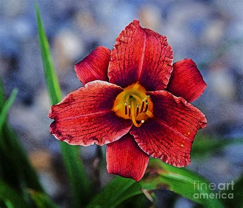 Red Volunteer Daylily Photograph By Paul Mashburn Fine Art America