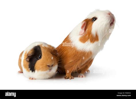 Two Cute Guinea Pigs On White Background Stock Photo Alamy