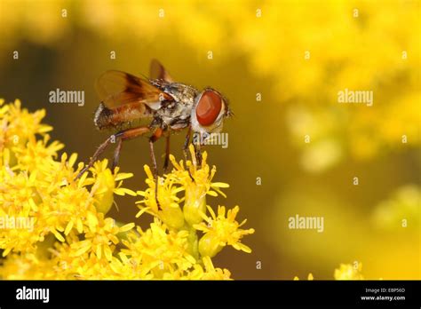 Mosca amarilla fotografías e imágenes de alta resolución - Alamy