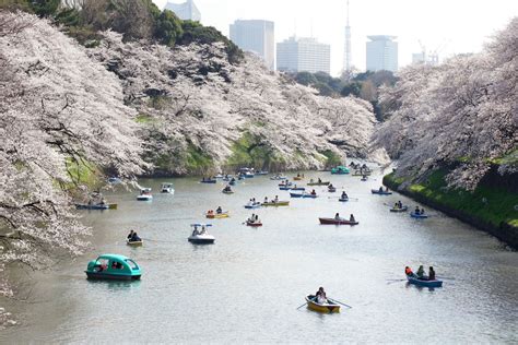 15 Best Places To See Cherry Blossom In Tokyo – Tokyo Travel Guide