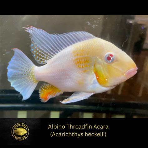 Albino Threadfin Acara Geophagus Acarichthys Heckelii Albino Live