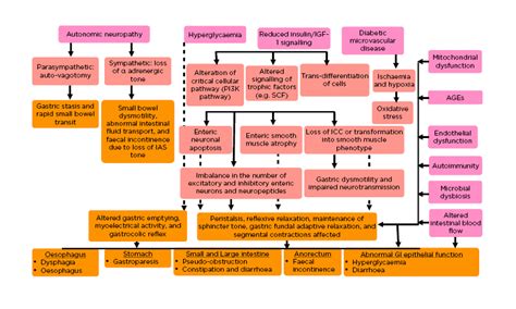 Editors Pick Disorders Of Gastrointestinal Motility In Diabetes