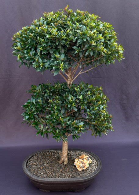 Flowering Brush Cherry Bonsai Tree Eugenia Myrtifolia