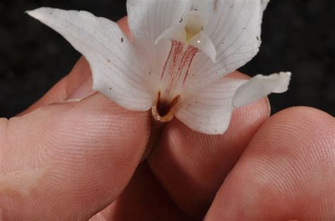 Calanthe Stenocentron Orchidaceae Image 54608 At PhytoImages Siu Edu