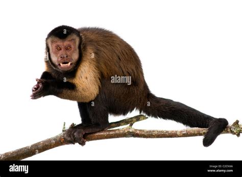 Tufted Capuchin Monkey Hi Res Stock Photography And Images Alamy