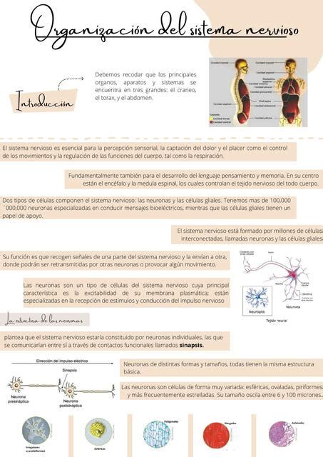 Organizaci N Del Sistema Nervioso Jazmin Brigid Perales Carranza Udocz