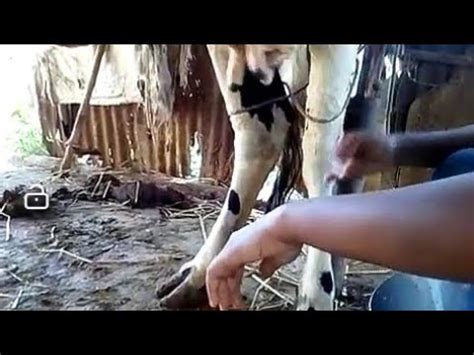 Cow Milking By Village Girl Cow Milking By Hand Youtube