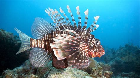 Lionfish Wallpapers - Wallpaper Cave