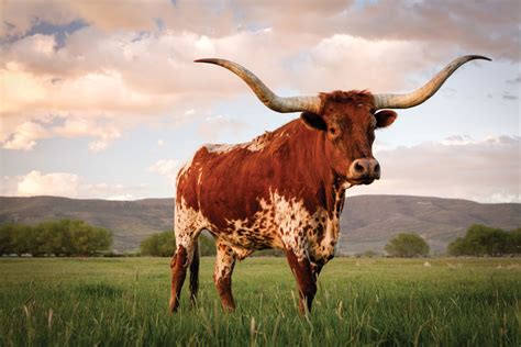 Field Guide To Hill Country Cattle DailyTrib