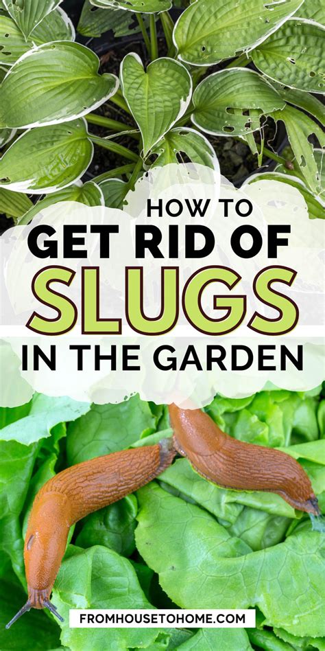 How To Get Rid Of Slugs In The Garden Naturally