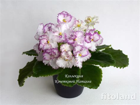 Фиалка ЛЕ-Коко Шанель