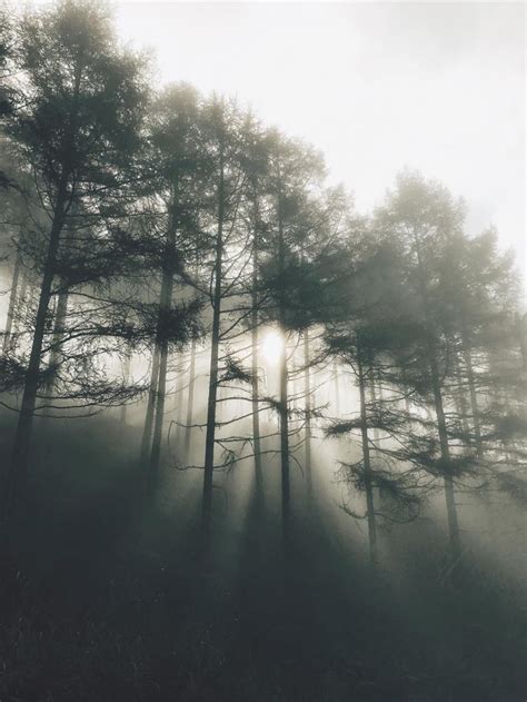 7 Tips For Wonderful Forest Photography On iPhone