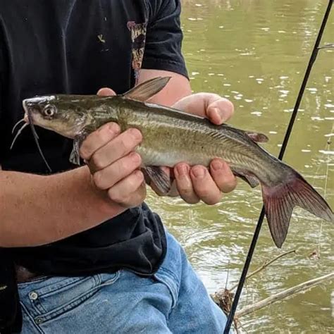 List Of Fish Species In Utah Lake Updated Pond Informer