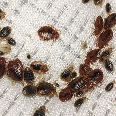 Bed Bug Control Treatments In New Delhi Id