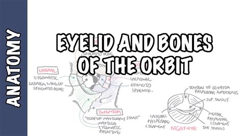 Orbital Region Anatomy