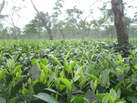 Assam Tea Garden Photo Taken At Jorhat Bidyut Gogoi Flickr