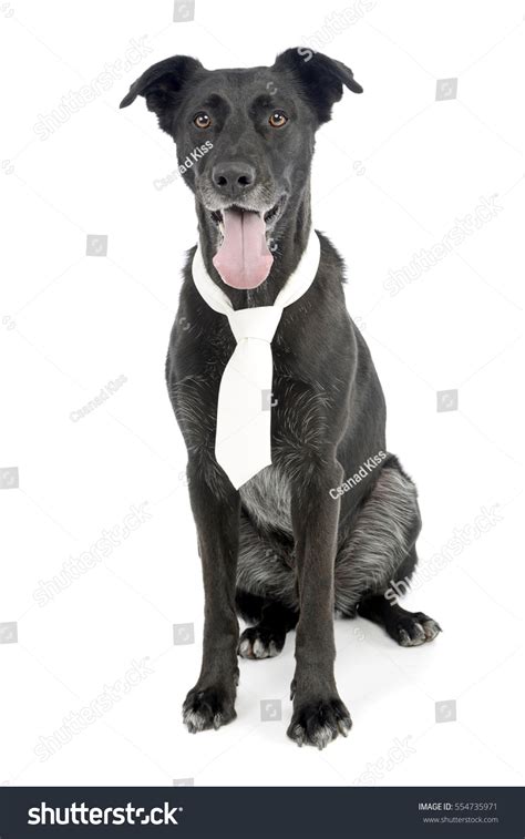 Adorable Mixed Breed Dog Wearing Tie Stock Photo 554735971 Shutterstock