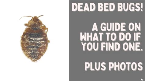 Dead Bed Bugs A Guide With Photos What To Do If You See One