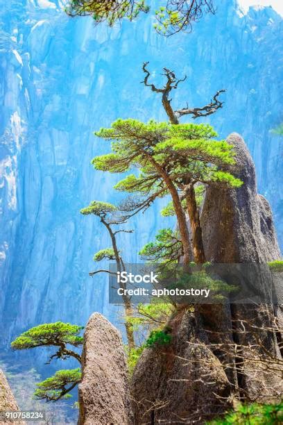 Huangshan Pine Trees Stock Photo - Download Image Now - Above ...